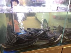 -本炙炭烤·蒲烧活鳗料理店(金沙洲店)