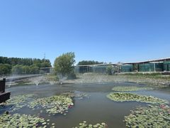 -微山湖红荷湿地景区