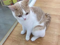 -猫冇咖·家门口的撸猫馆(大融城店)
