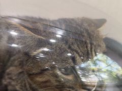 -瑞鹏宠物医院·骨外科·心肾科·肿瘤科(九亭店)