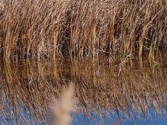 -野鸭湖国家湿地公园