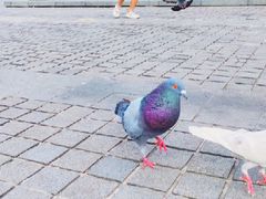 -成都南湖公园