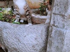 -喵屿·大理花园猫咖