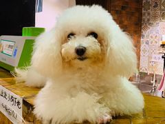 -more than meow吴止猫主题餐厅(承德 中船汇店)