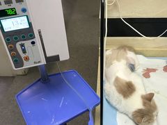 -安安宠医·安宠宠物医院