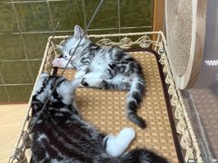 -帕帕拉兹宠物(亚洲旗舰店)