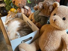 -咖法森林·咖啡  酒吧(天河店)