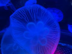 -太平洋海底世界