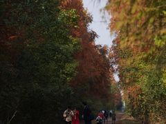 -上海海湾国家森林公园