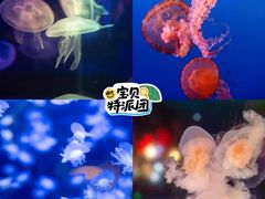 -太平洋海底世界