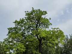 -大望京公园