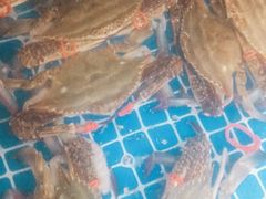 -宾朋海鲜特色美食餐厅·纯手工鲅鱼水饺(兴海路店)