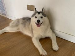 -Husky Go! 哈士奇体验馆·宠物咖啡厅狗咖