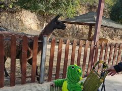 -泉州海丝野生动物世界