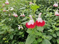 -白鹭湾湿地公园