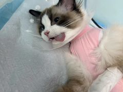 -达爱动物医院·犬猫分区·CT·复杂眼科(远洋山水分院)