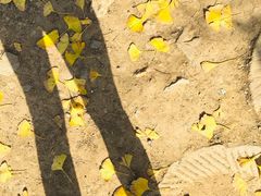 -千年银杏谷文化旅游区