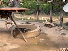 -呀路古热带植物园