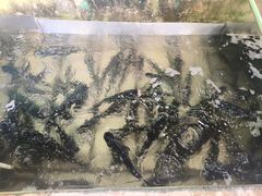 -姥家大锅台水库渔家