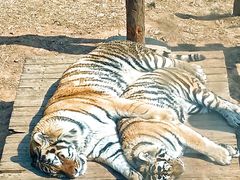 -大连森林动物园