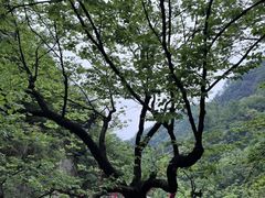 -洛阳白云山景区