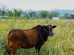 -楠溪江风景名胜区