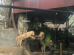 -清迈夜间动物园