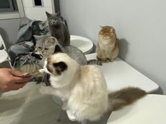 -喵的天空名猫咖啡馆·撸猫·猫舍·用品