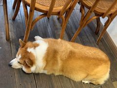 -肥朵食堂(带梦胡同店)