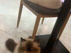 -喵园·猫主题咖啡厅·撸猫·猫咖(国贸店)