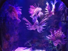 -梦幻海洋王国(吾悦广场张家港店)