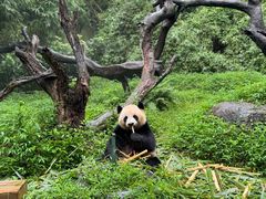 -广州长隆野生动物世界