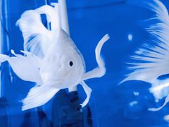 -华声天桥民俗文化园