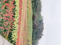 -保利石象湖景区