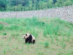 -都江堰中华大熊猫苑