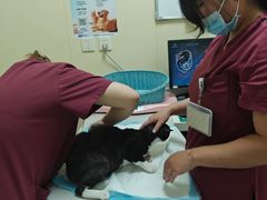 -纳吉亚猫专科动物医院博雅分院