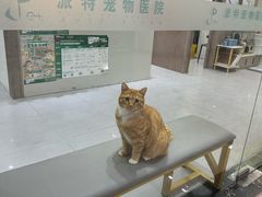 -派特宠物医院(圆融广场店)