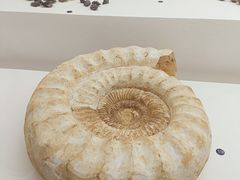 -青岛贝壳博物馆