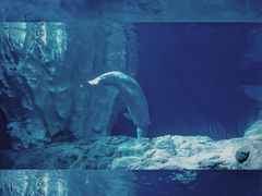 -珠海长隆海洋王国