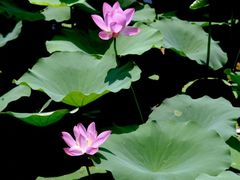 -大兴滨河森林公园