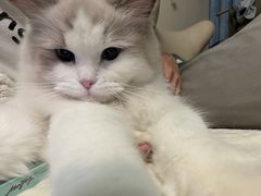 -瑞派福兴宠物医院犬猫全科·骨科·中西医结合(河东店)