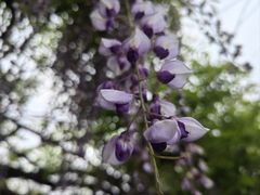 -嘉定紫藤园
