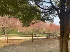 -秀丽东方