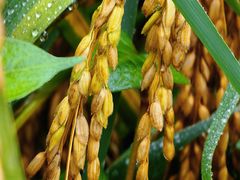 -紫鹊界梯田景区