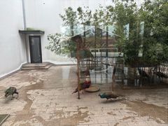-深圳野生动物园