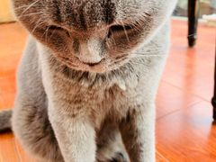 -猫小院猫主题咖啡厅(北锣店)