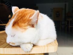 -平行世界·猫咖(首经贸店)