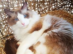 -飞行喵MR PILOT|猫舍·猫咖(静安大融城店)