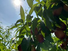 -前小桔亲子创意农场·草莓采摘·露营烧烤