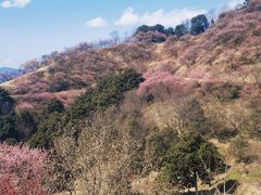 -新建村梅花